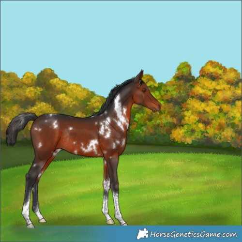 Horse Color:White Spotted Brown Tobiano Rabicano 