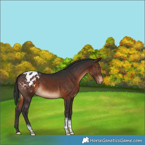 Horse Color:Bay Tobiano Blanket 