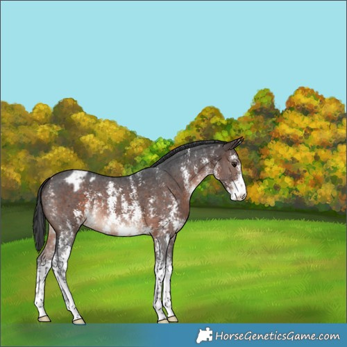 Horse Color:Brown Sabino Appaloosa 