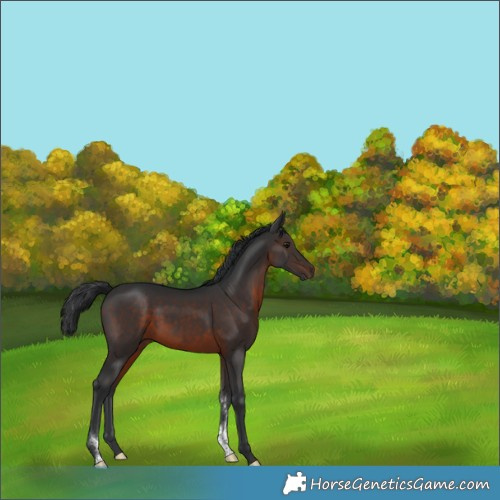 Horse Color:Brown Sabino 