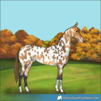 Horse Color:Buckskin Tobiano Near Leopard 