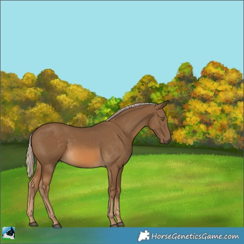 Horse Color:Chocolate Palomino 