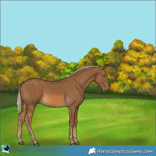 Horse Color:Chocolate Palomino 