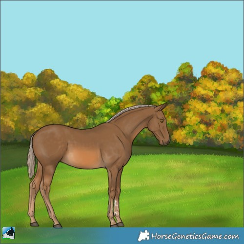 Horse Color:Chocolate Palomino 