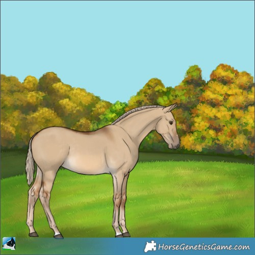 Horse Color:Chocolate Palomino Dun Rabicano 