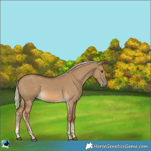 Horse Color:Chocolate Palomino Dun Rabicano 