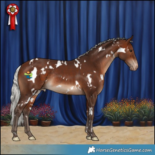 Horse Color:White Spotted Silver Bay Appaloosa Rabicano 