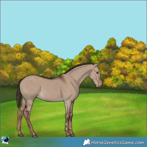 Horse Color:Liver Red Dun Rabicano 
