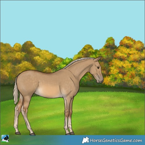 Horse Color:Chocolate Palomino Dun Rabicano 