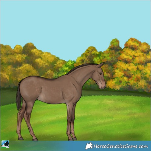 Horse Color:Liver Red Dun Rabicano 