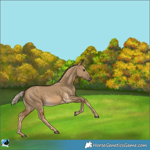 Horse Color:Chocolate Palomino Dun Rabicano 