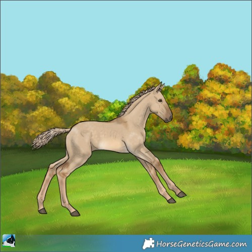 Horse Color:Chocolate Palomino Dun Rabicano 
