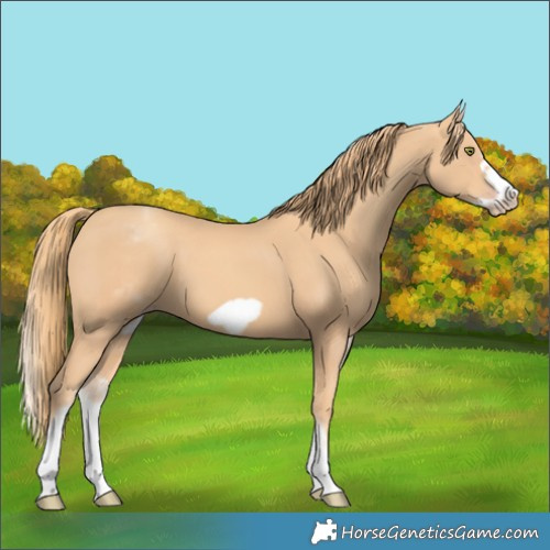 Horse Color:White Spotted Gold Champagne Frame 