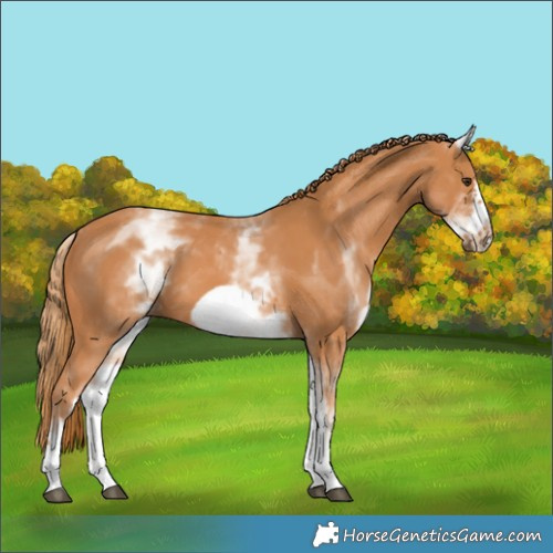 Horse Color:White Spotted Chestnut Frame