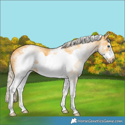 Horse Color:White Spotted Palomino Frame