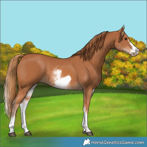 Horse Color:White Spotted Chestnut Frame