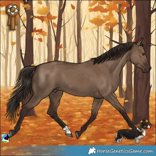 Horse Color:Liver Red Dun Rabicano 