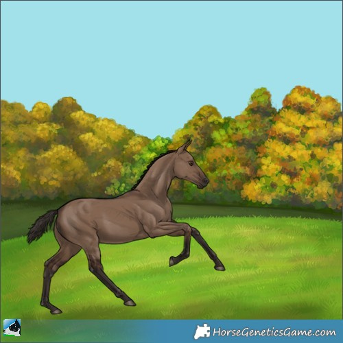 Horse Color:Liver Red Dun Rabicano 