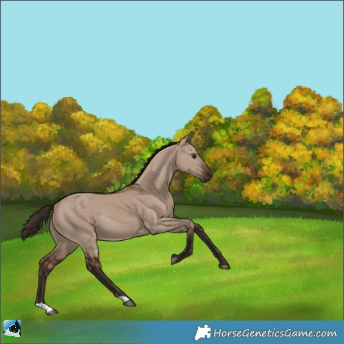 Horse Color:Liver Red Dun Rabicano 