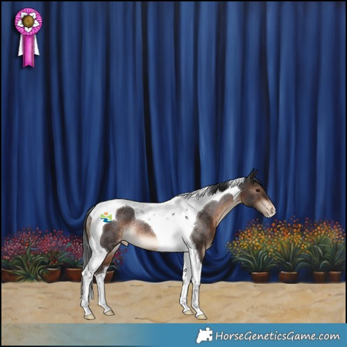 Horse Color:Brown Tobiano Appaloosa Rabicano 