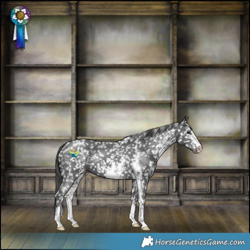 Horse Color:Black Sabino Snowflake VarnishRabicano 