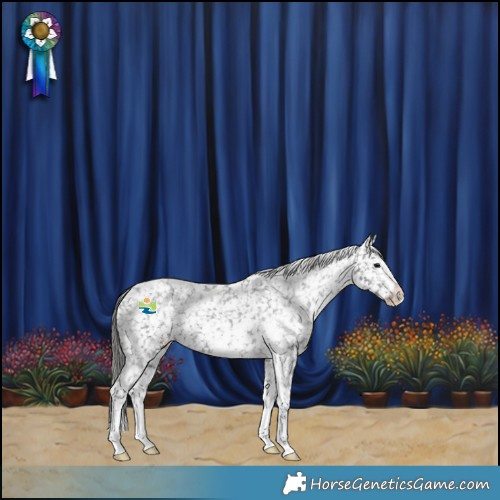 Horse Color:Black Sabino Appaloosa Rabicano 