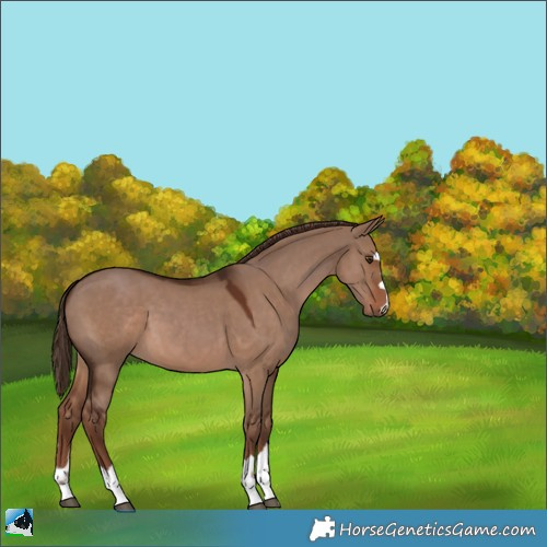 Horse Color:Liver Red Dun 