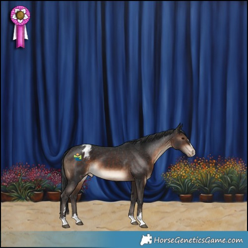 Horse Color:Brown Appaloosa 