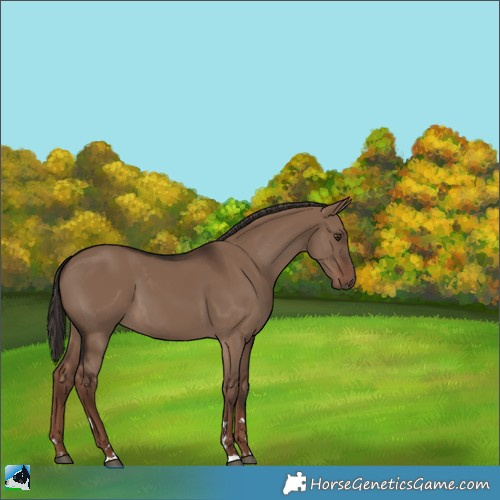 Horse Color:Liver Red Dun 