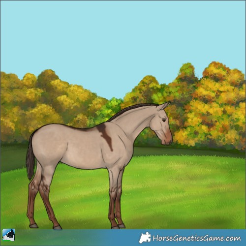Horse Color:Liver Red Dun 