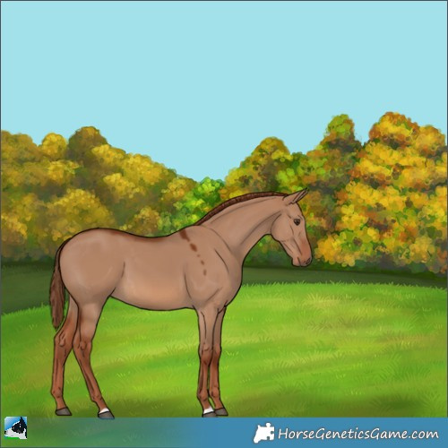Horse Color:Red Dun 