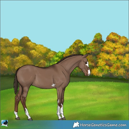 Horse Color:Liver Red Dun 