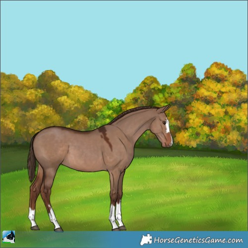 Horse Color:Liver Red Dun 