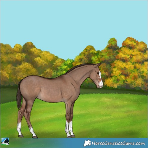 Horse Color:Liver Red Dun 