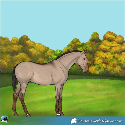 Horse Color:Liver Red Dun 