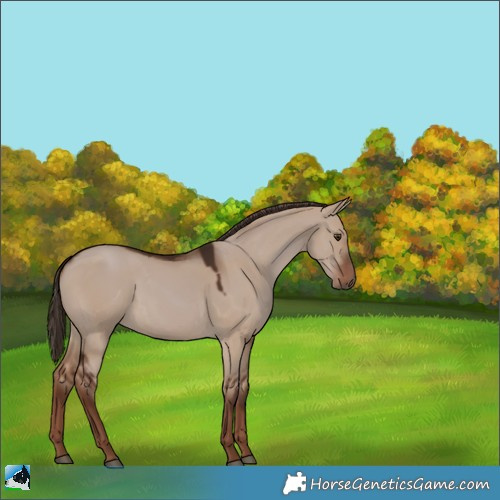 Horse Color:Liver Red Dun 