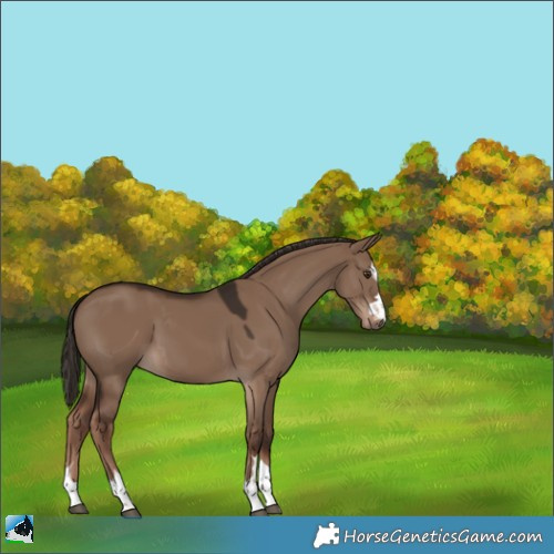 Horse Color:Liver Red Dun 