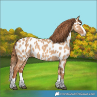 Horse Color:Red Dun Splash Appaloosa
