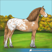 Horse Color:Chestnut Splash Appaloosa