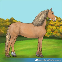 Horse Color:Chestnut Splash Appaloosa
