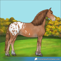 Horse Color:Chestnut Splash Appaloosa
