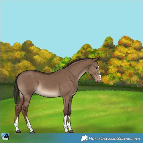 Horse Color:Liver Red Dun 