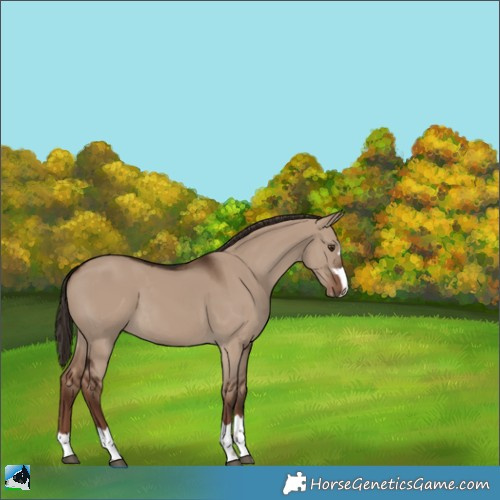 Horse Color:Liver Red Dun 