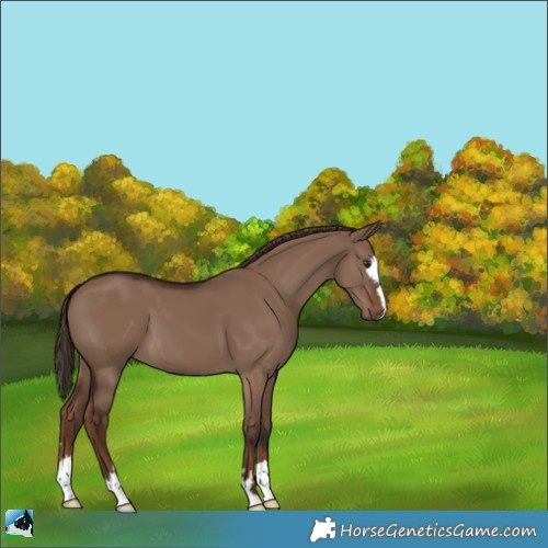 Horse Color:Liver Red Dun 