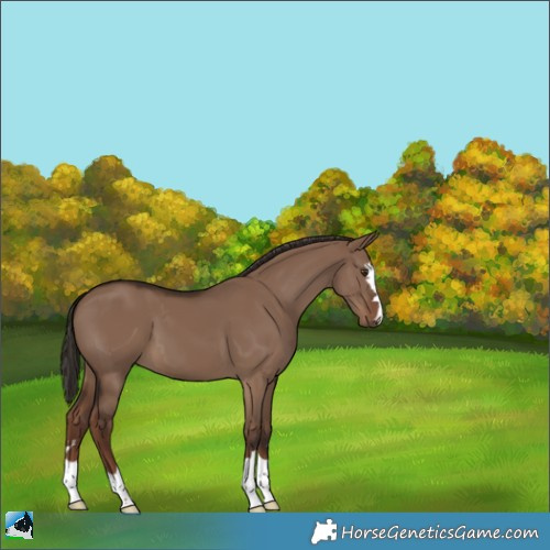 Horse Color:Liver Red Dun 