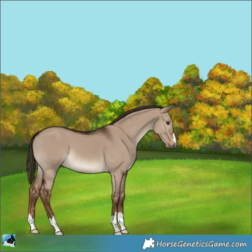 Horse Color:Liver Red Dun 