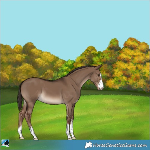 Horse Color:Liver Red Dun 