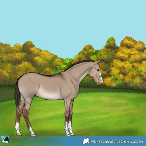 Horse Color:Liver Red Dun 