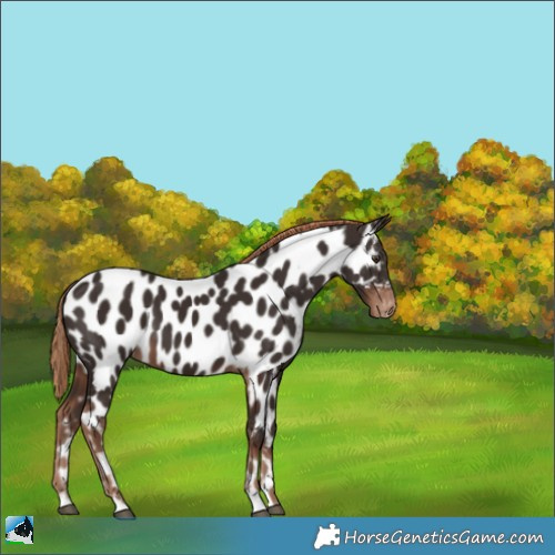 Horse Color:Liver Chestnut Appaloosa 