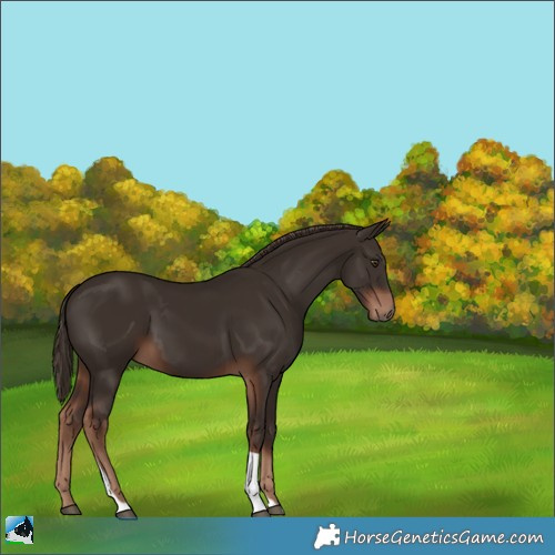 Horse Color:Liver Chestnut Tobiano 